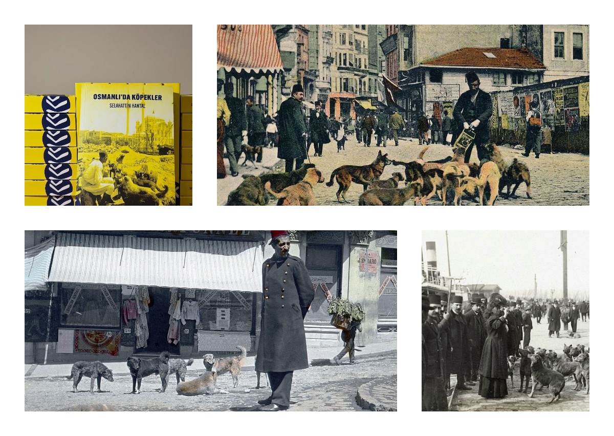 Osmanlı'dan bugüne 'köpekli şehir' geleneği